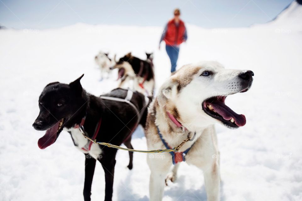 Sled dogs