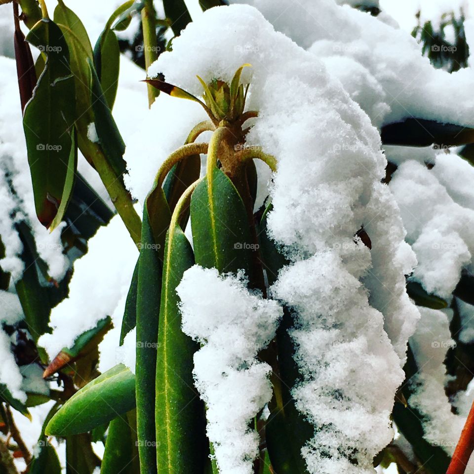 Snow on plant