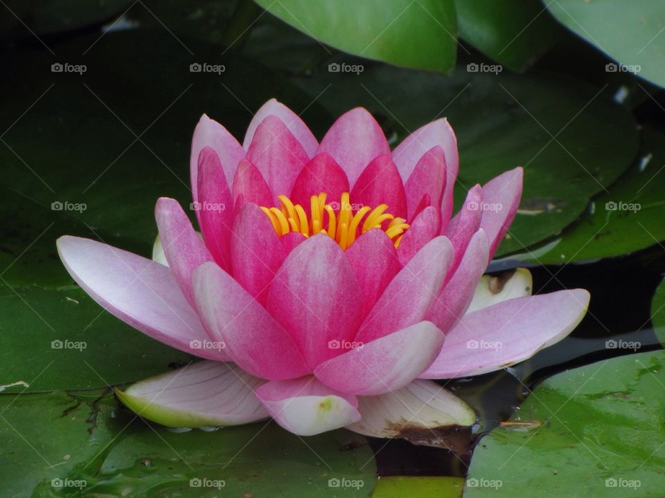 Pink water lily flower