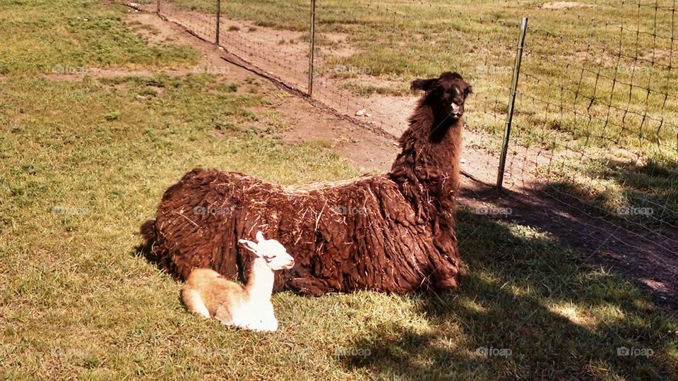 Mama Llama