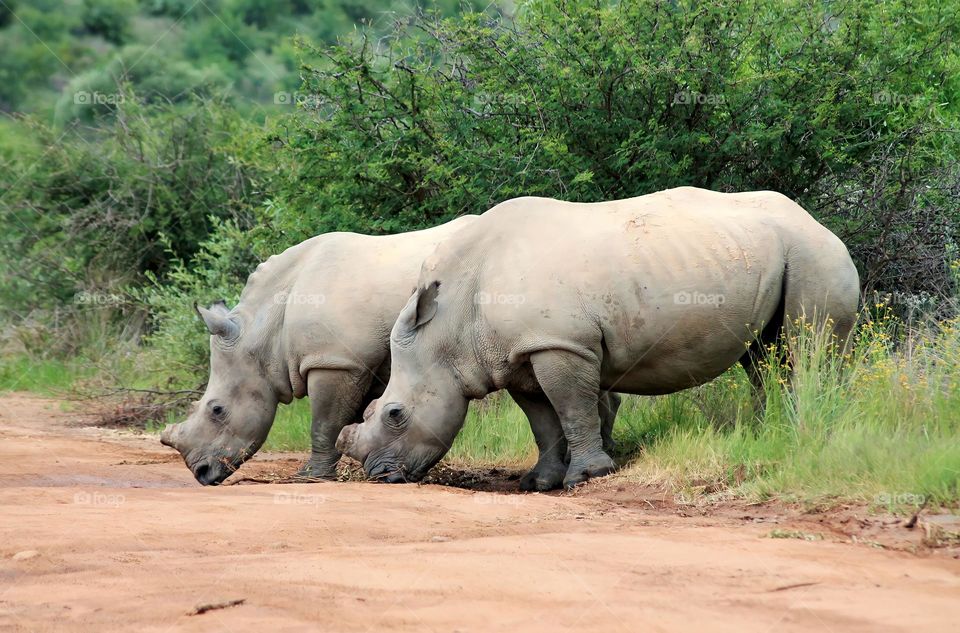 Beautiful Rhino pair grazing together in South Africa