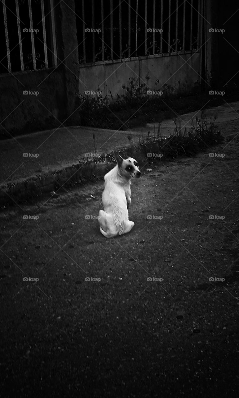 dog looking for a home