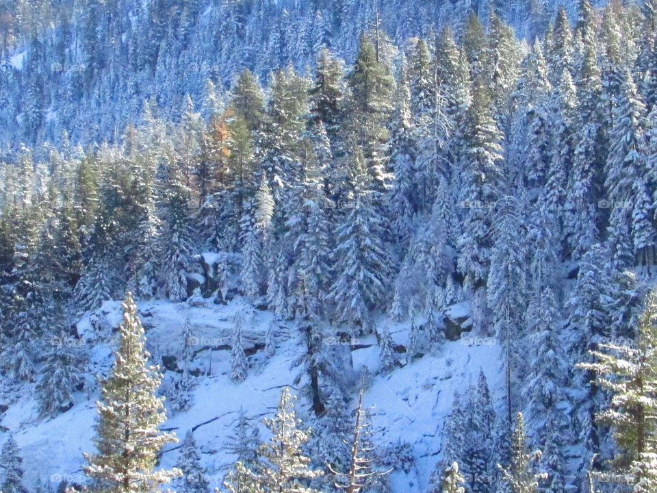 High angle view of trees in forest