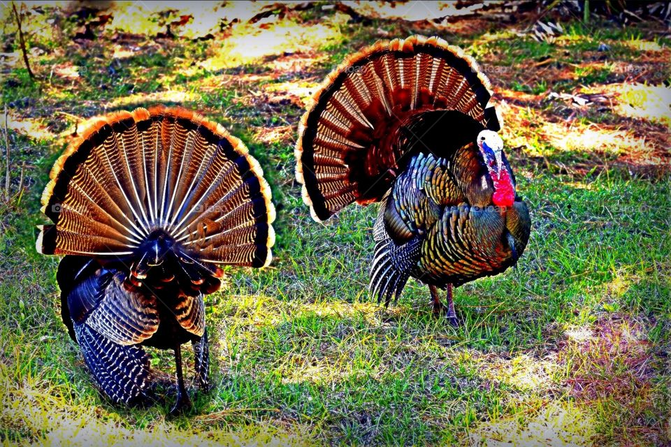 Wild Turkeys