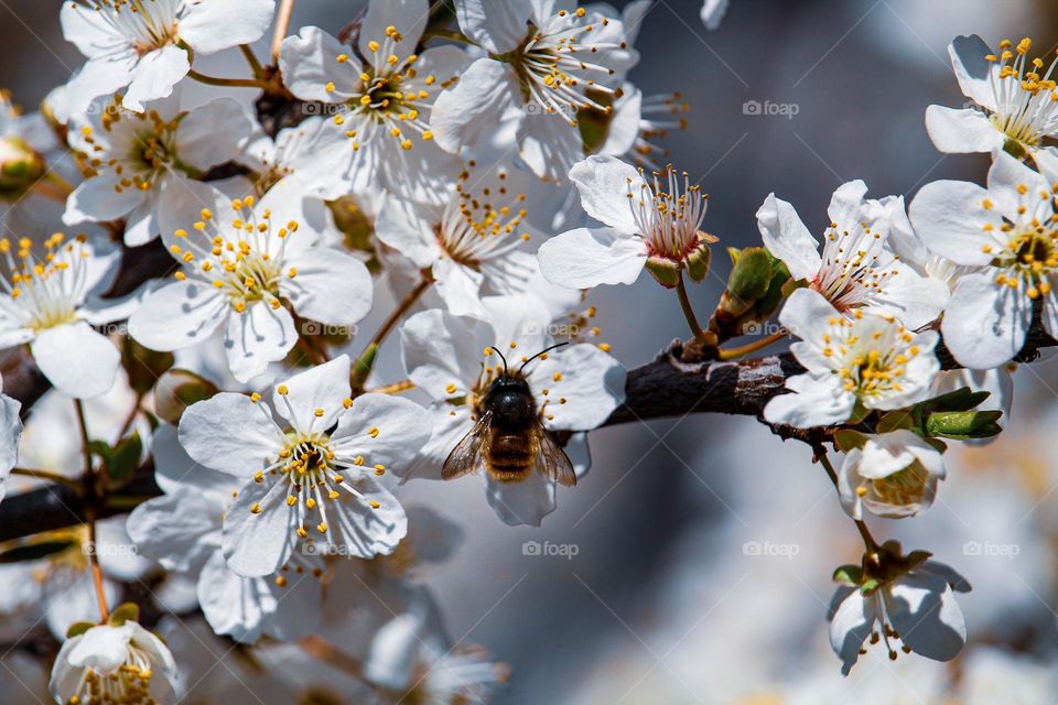 Bee at the white spring flowers