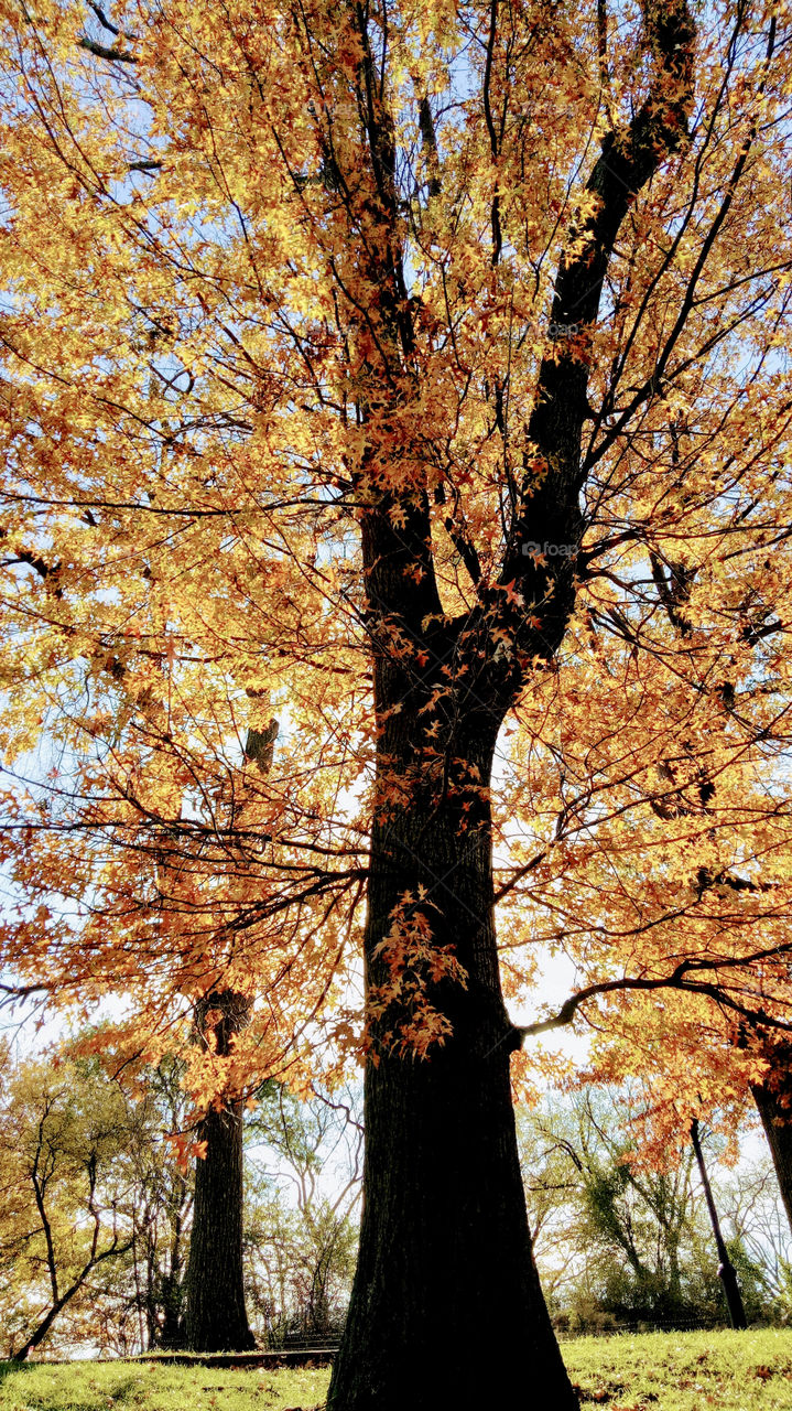 Beautiful autumn leaves of the tree. The natural beauty of fall season in Central Park. 