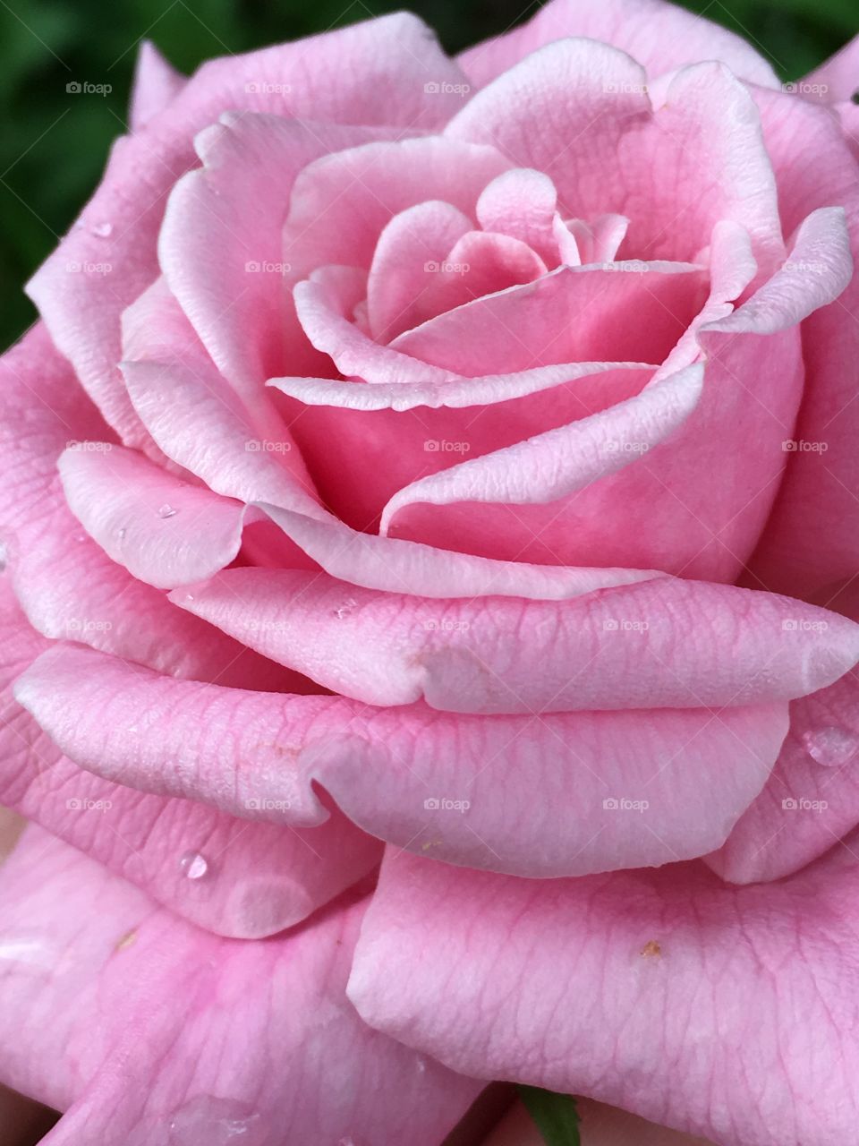 Pink rose close up