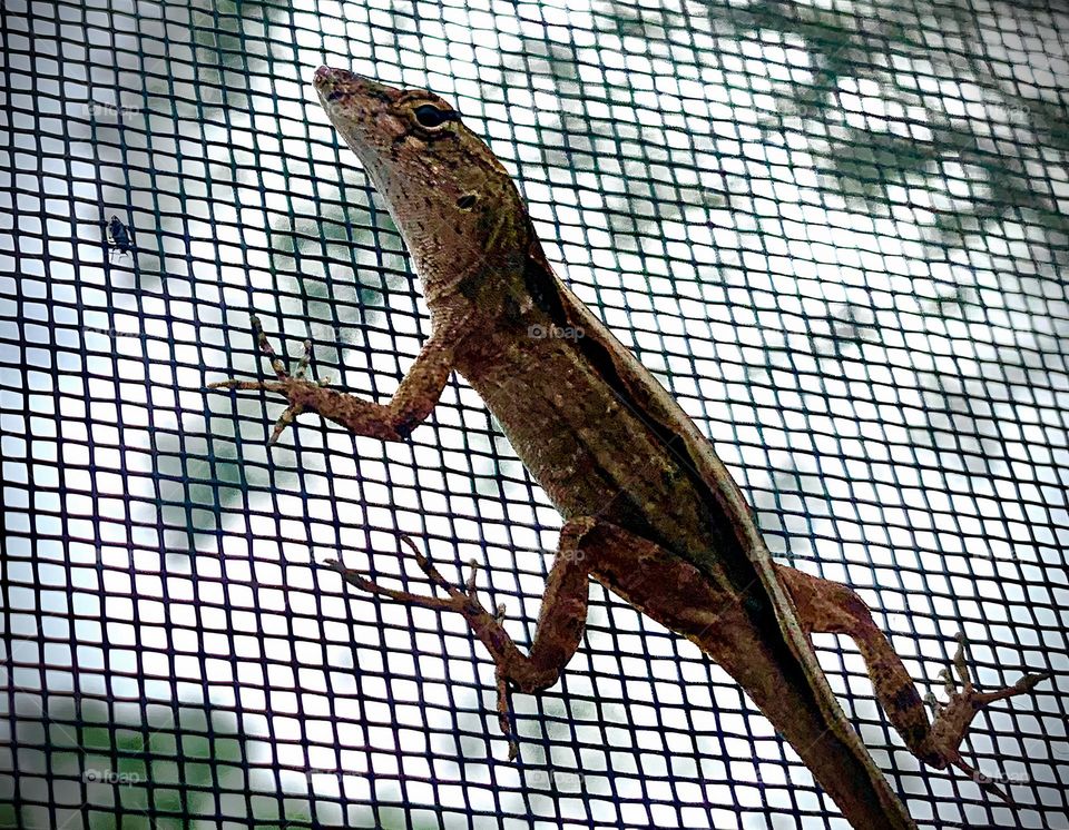 Florida Scrub Lizard Close-Up, Climbing And Walking Fast And Quickly But Still Observe Being Curious On the Screen Of The Pool Enclosure.