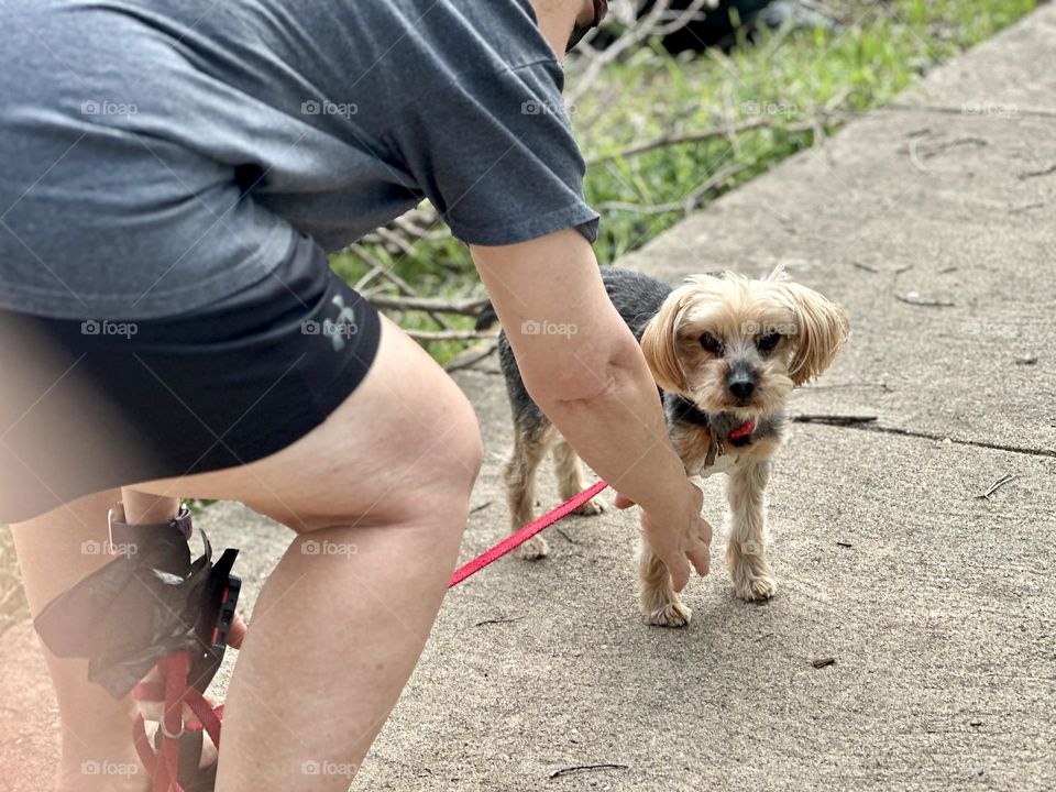 Neighbors cute little doggie stopped by to say hello and then he was off in a jiffy!