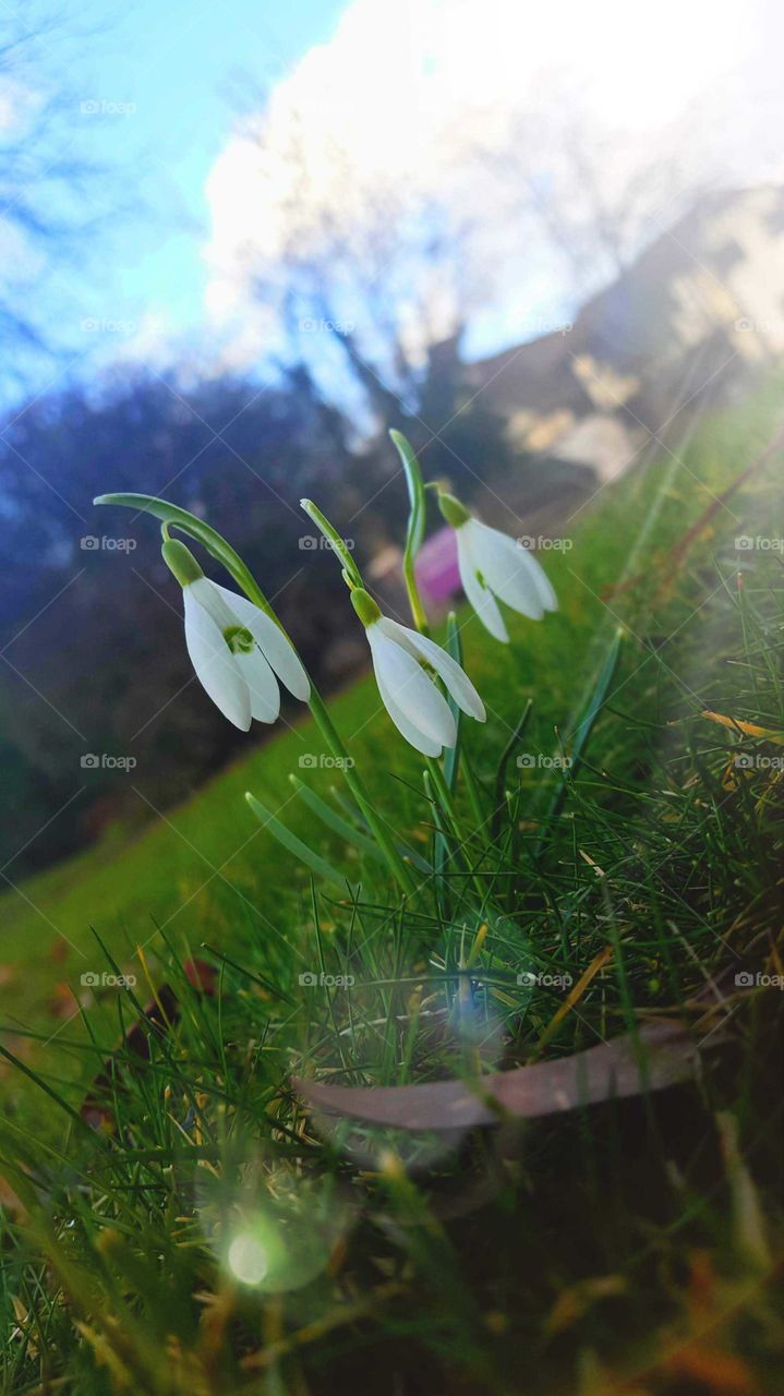 Snowdrops in afternoon sun