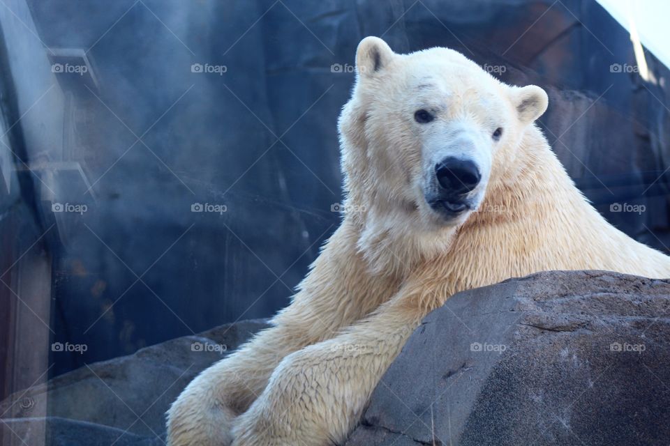 Polar bear