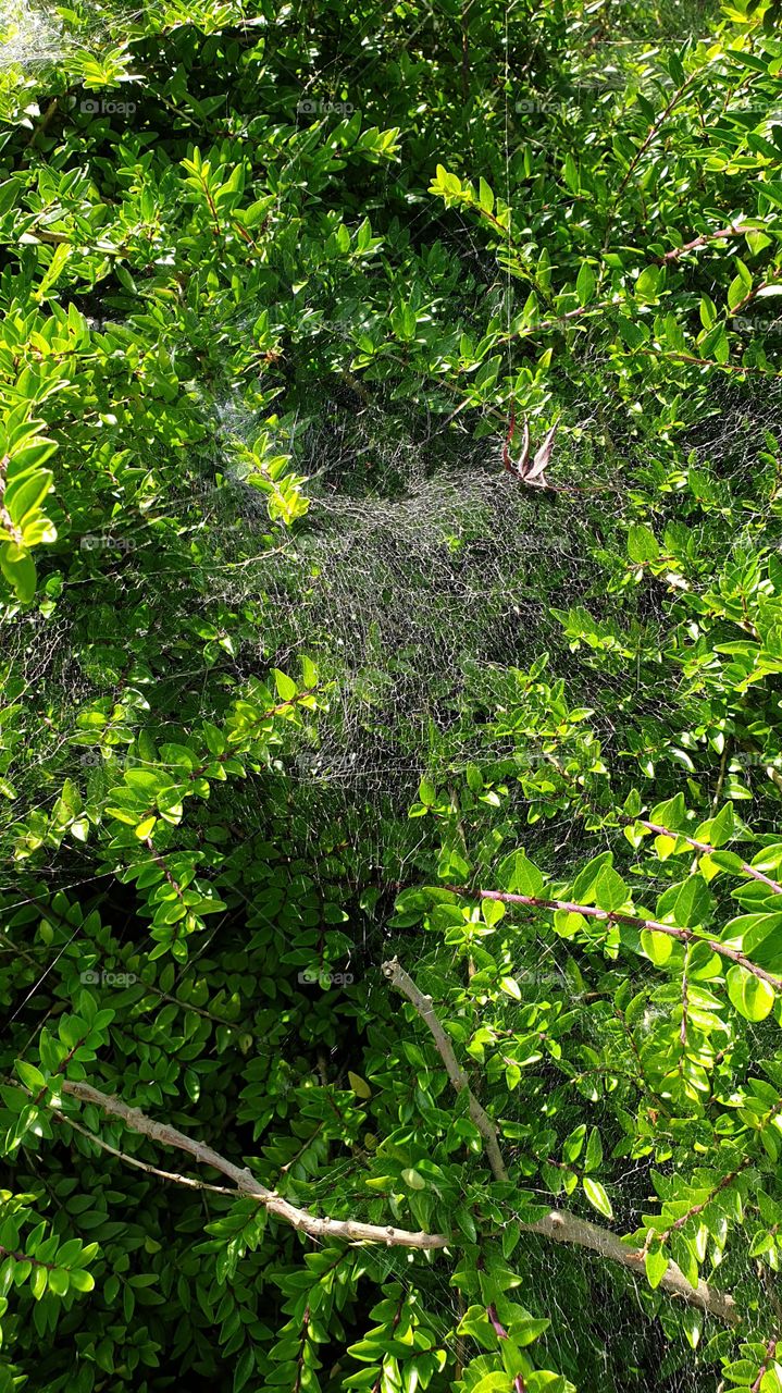 spiderweb in the sun