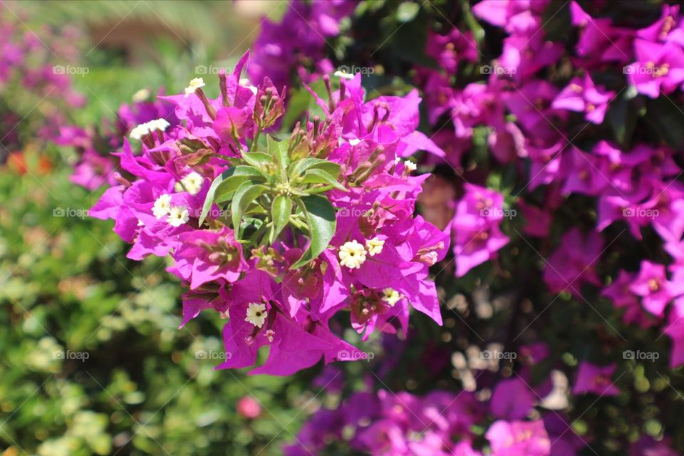 Flowers in Greece