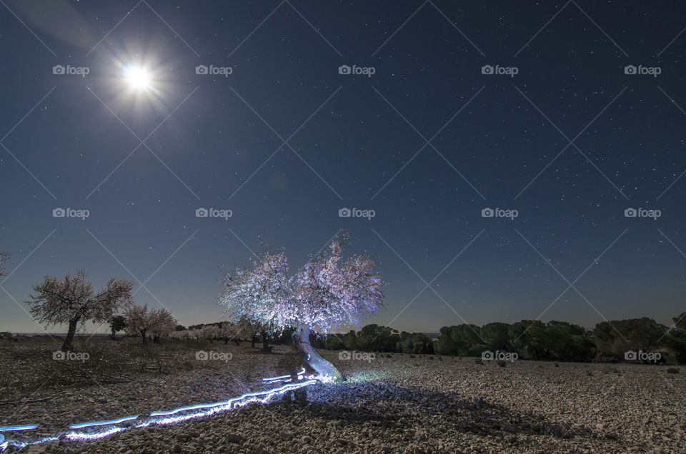 Almond tree, moon and light painting 