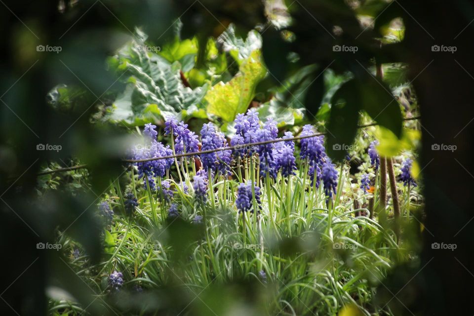 Close up of blue grape hyacinths between green leaves and grass 