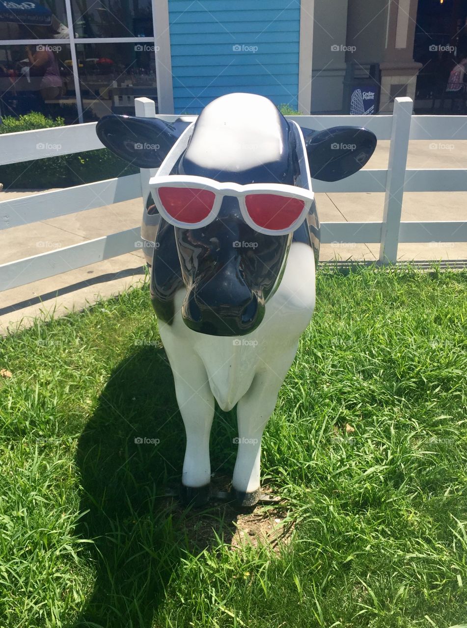 Cool Cow