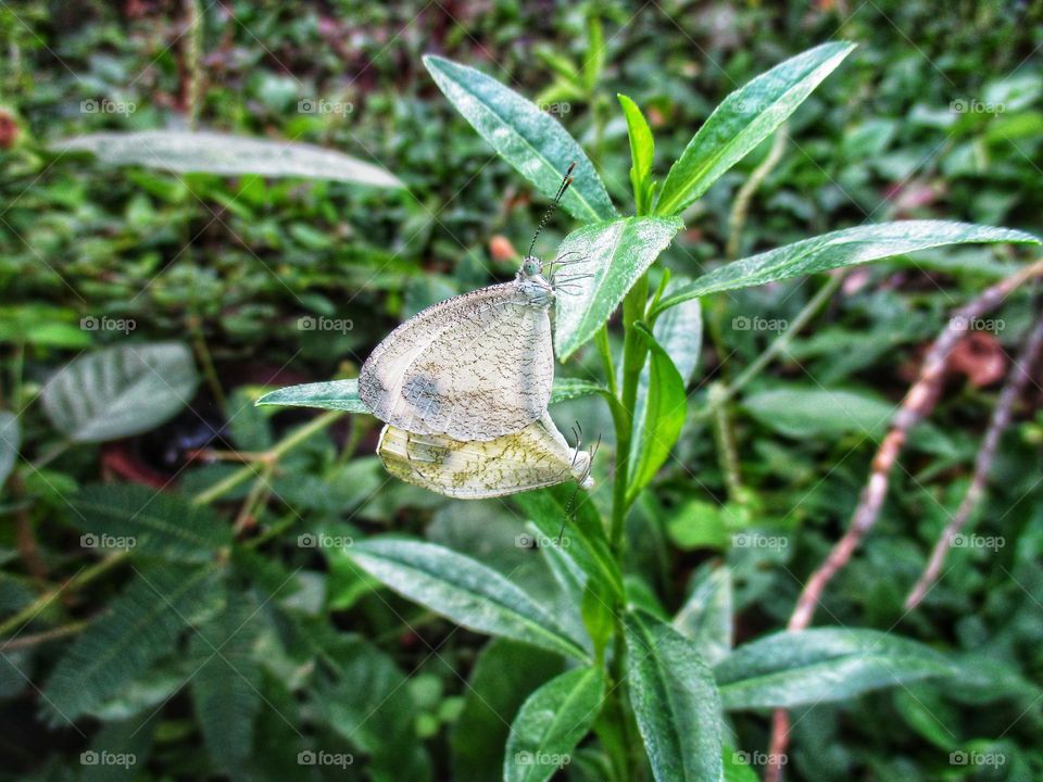 A pair of small white butterflies making love