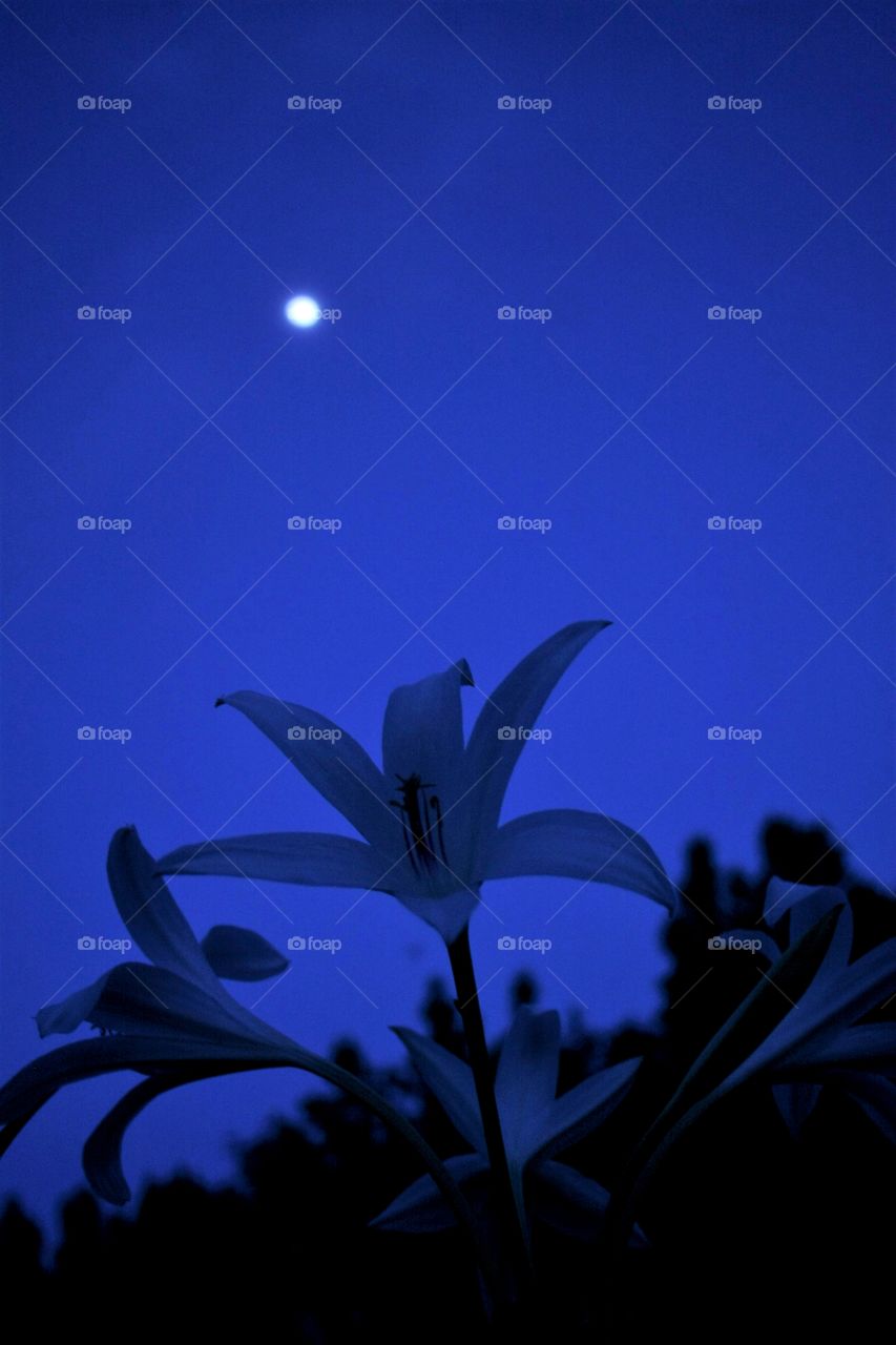 Lillies in the moonlight