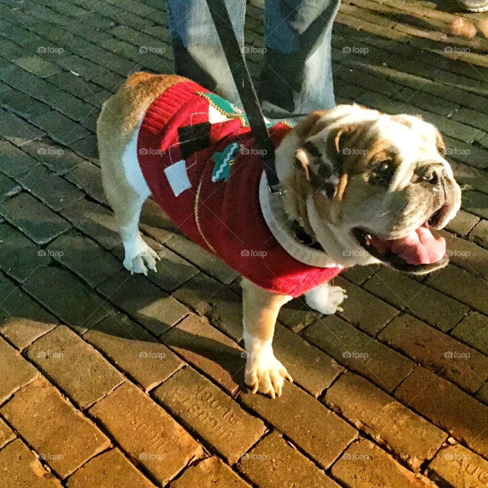 Bulldog wearing a  sweater