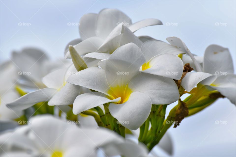White flower/Flor branca.