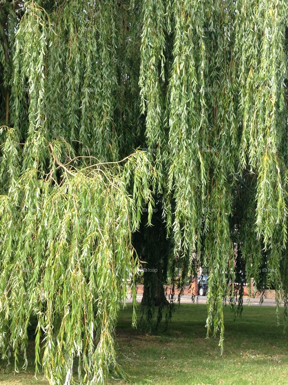 Weeping willow . Park 