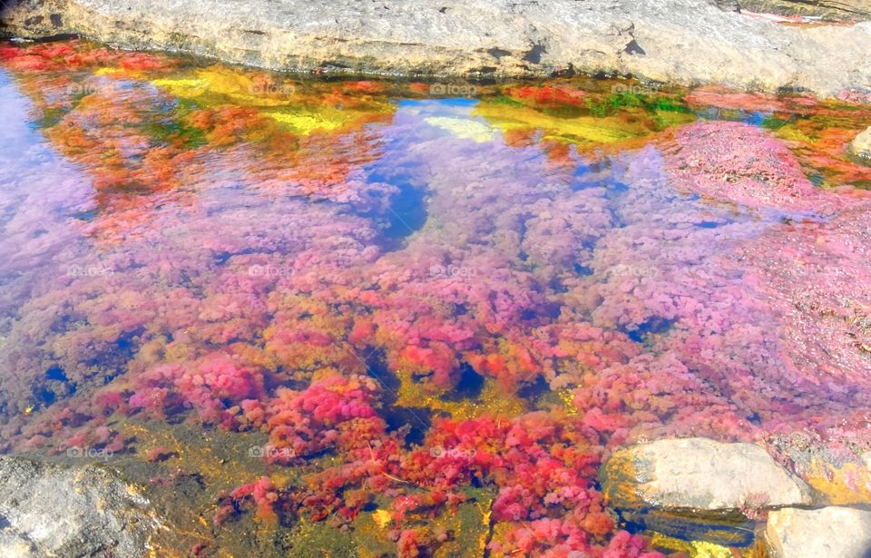 River with algae