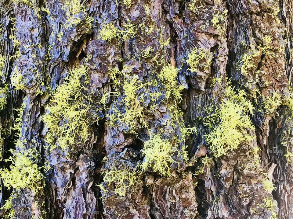 Bark texture and pattern with moss 