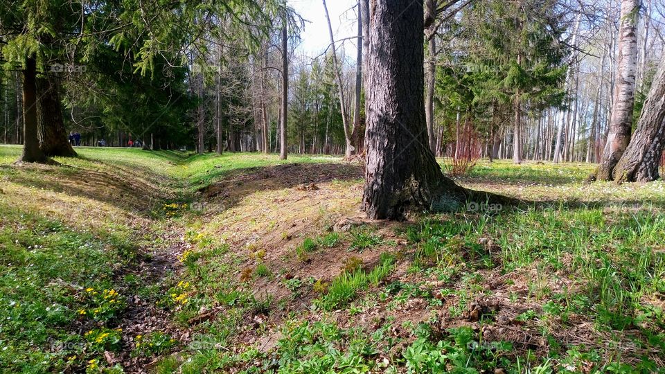 The beginning of a new life in nature in Saint-Petersburg