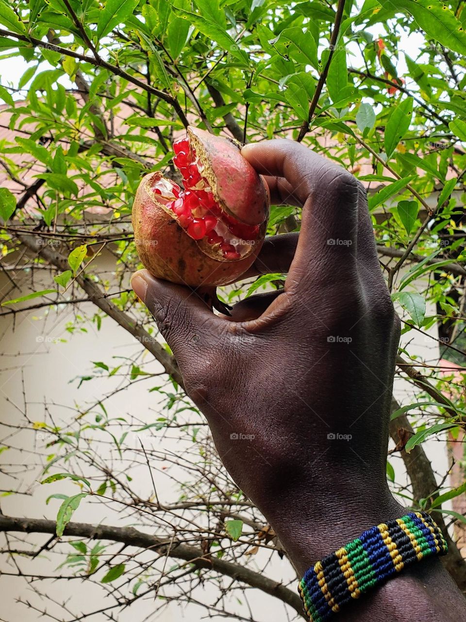 Taking a pomegranate fruit from its tree.

June 16, 2023
07:46am