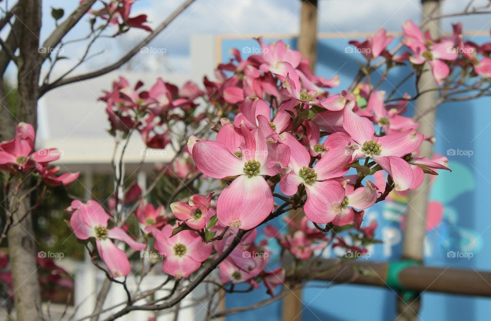 Cornus kousa china Girl is a big bush with beautiful baby pink flowers.  Close up