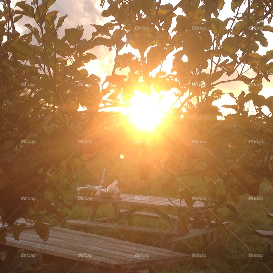 Sunset over the orchard