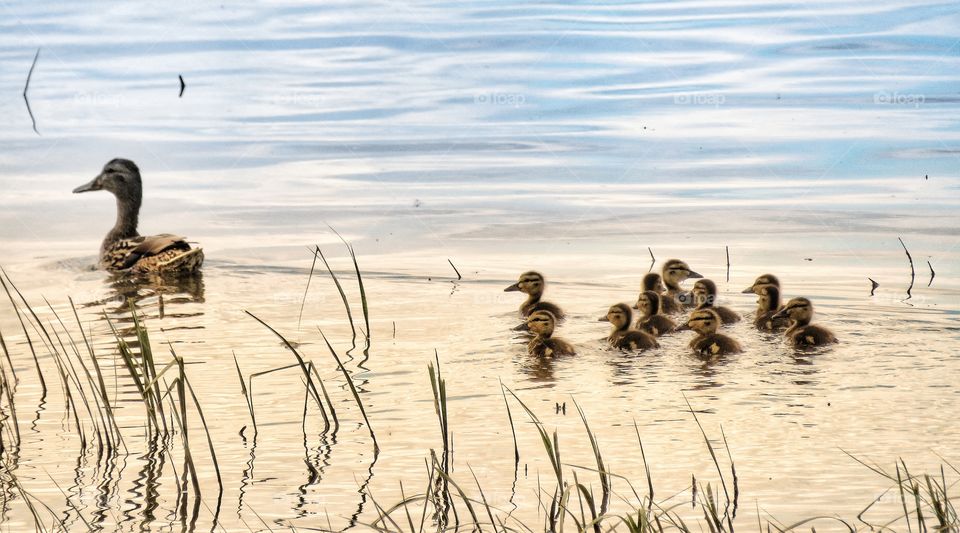 Duck and ducklings St Lawrence river Varennes Québec 