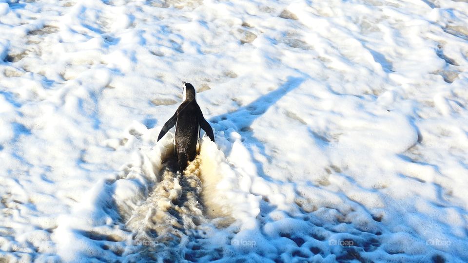Penguin in the foamy sea water at Boulders Beach, Cape Town