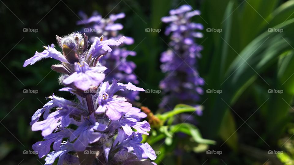 Plant Blue Flowers Purple Flowers