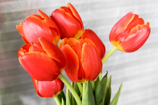 tulip