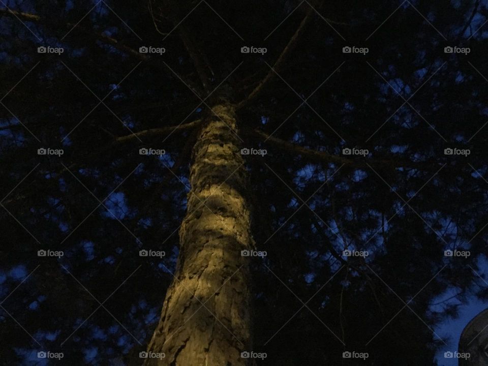 Baum Nacht 