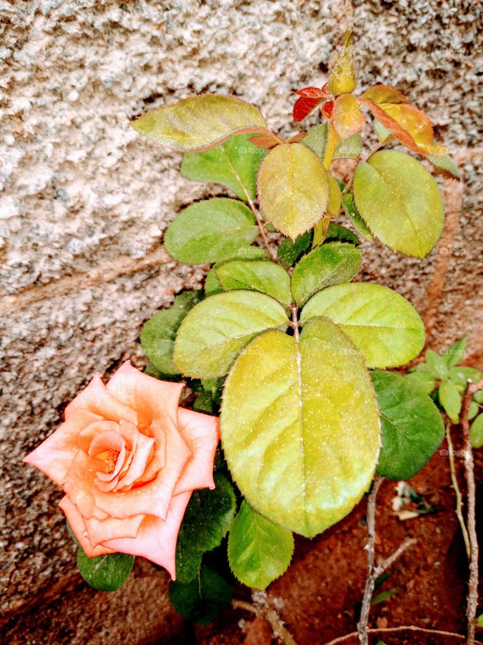 beautiful orange rose flower