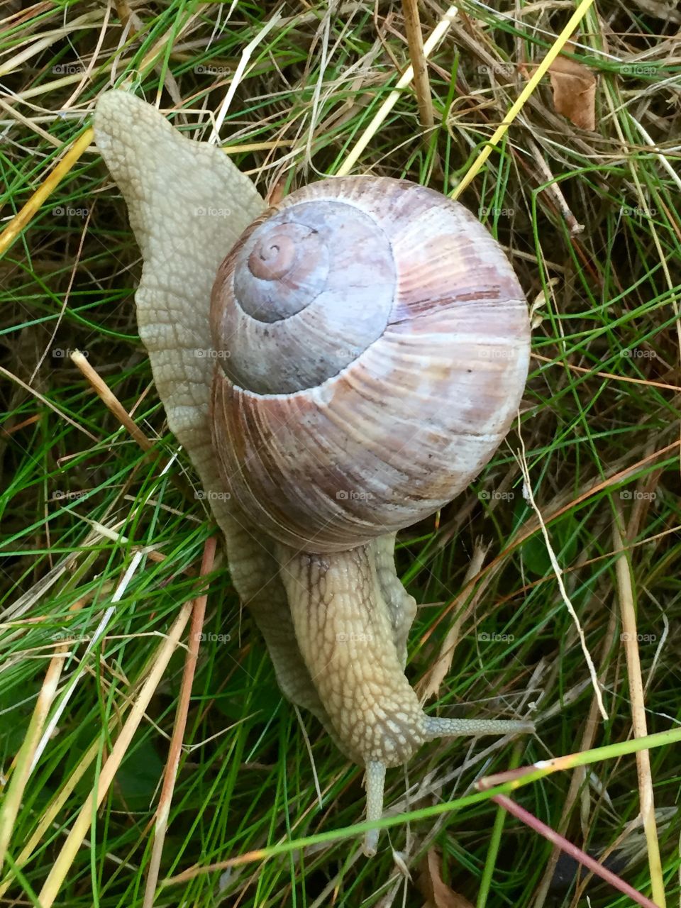 Snail