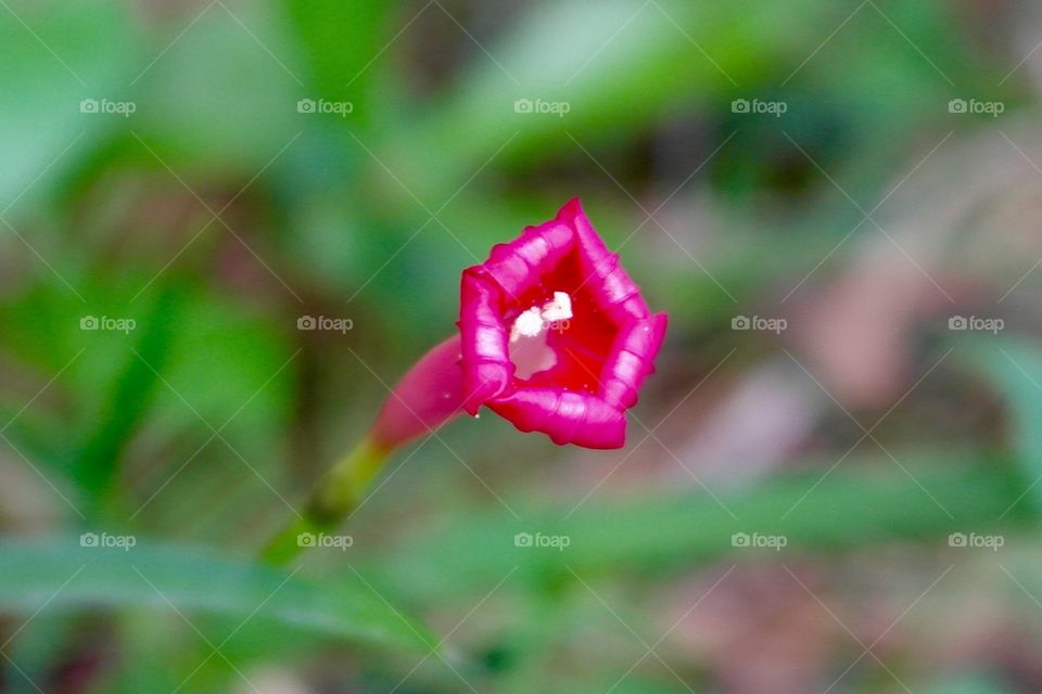 Small red flower 