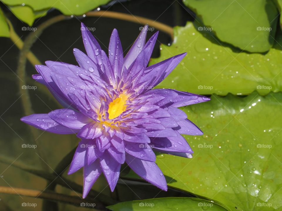 Purple waterlily