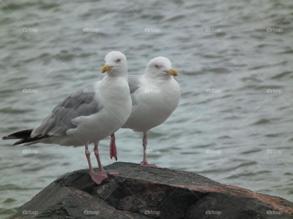 Seagulls, Felixstowe seafront, Suffolk, UK