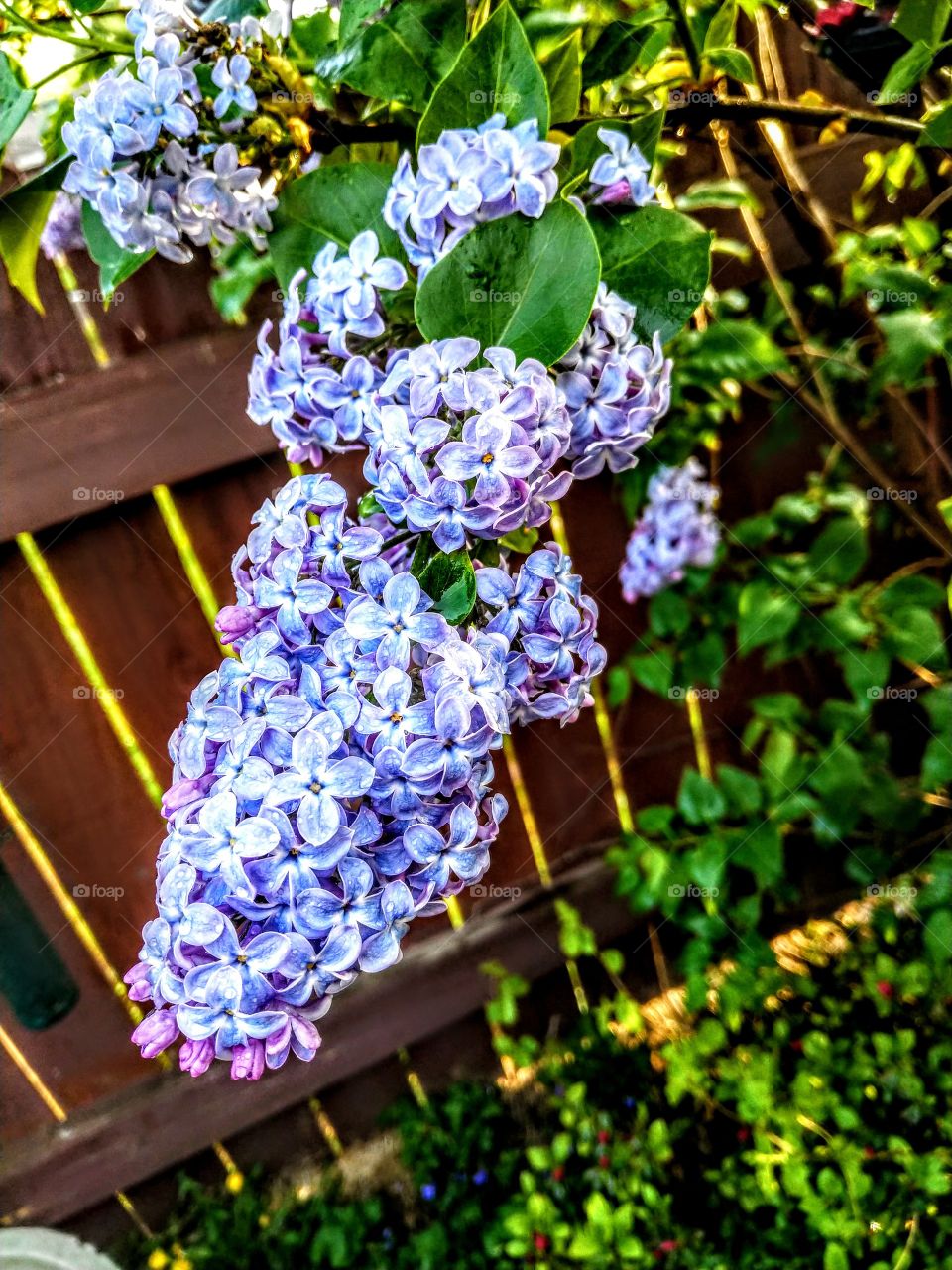 Lilacs in the rain