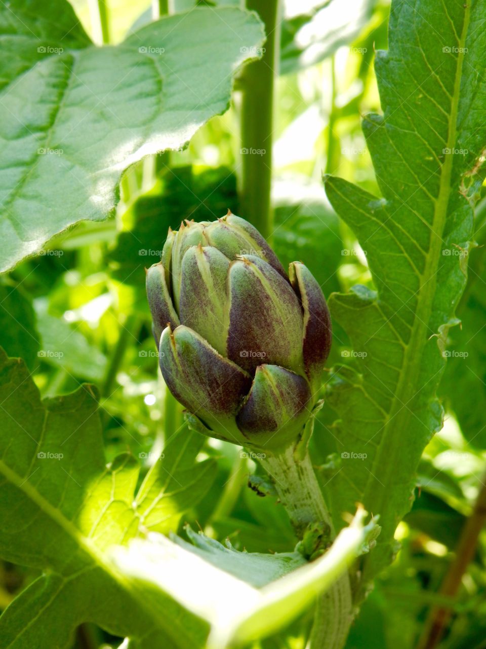 Close-up of artichoke plant