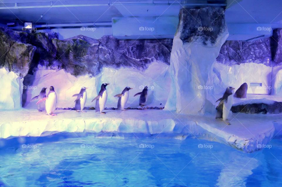 Penguins in National Sea life in Birmingham, UK