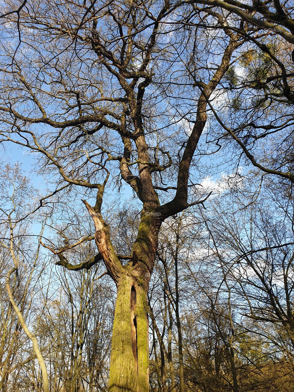 Tree, Wood, Branch, Trunk, Fall
