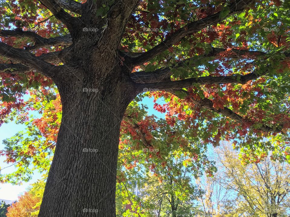 Dreamlike Tree with rainbow leaves in sunshine background 