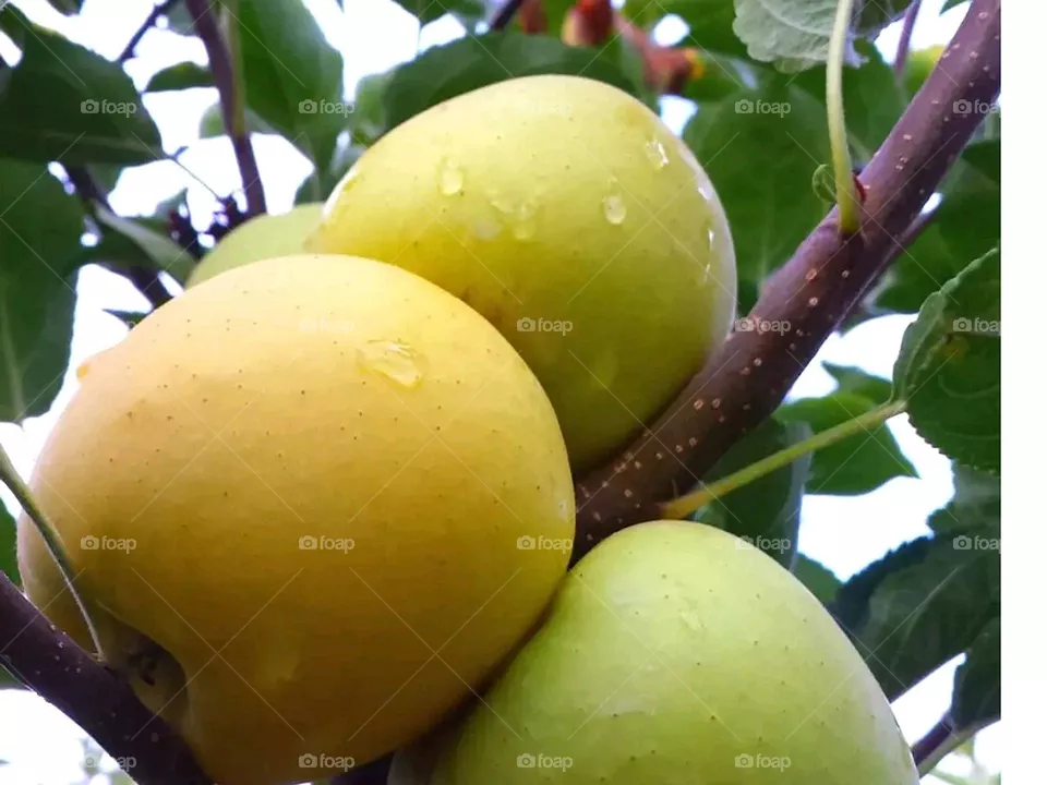 apple