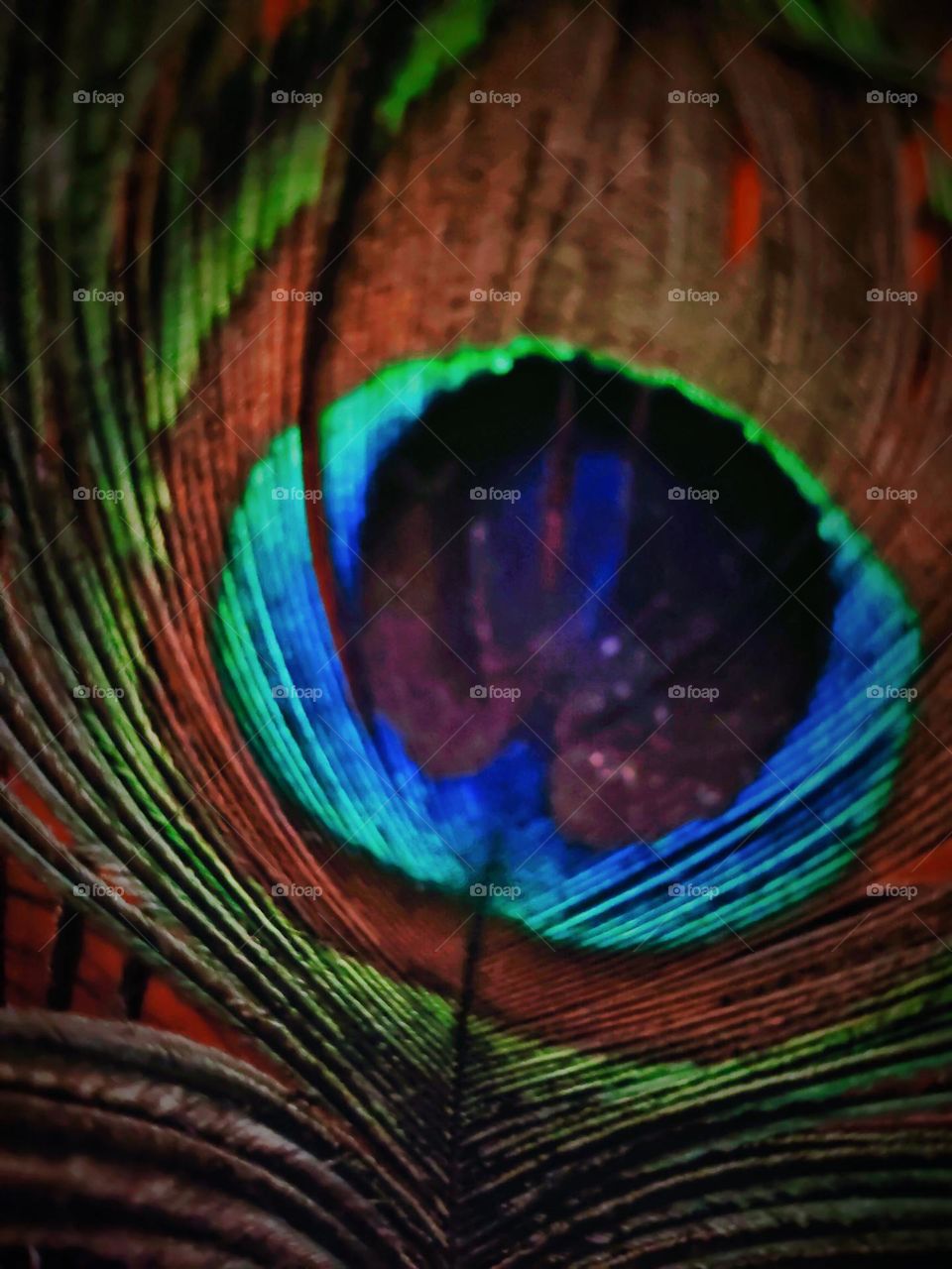 peacock feathers