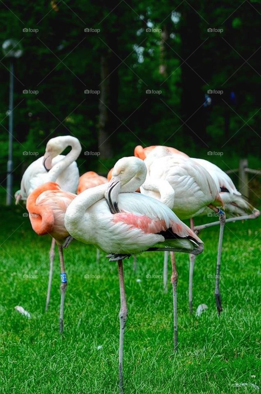 Flamingos