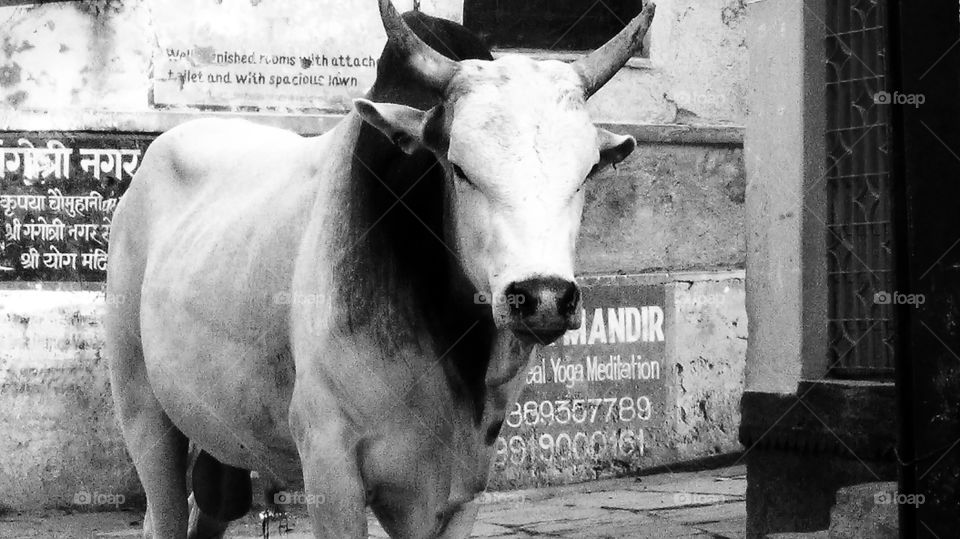 This fella was sweet as a lamp then one day he kicked me twice in the behind.Fed him to clear the turf..no problems ever since...